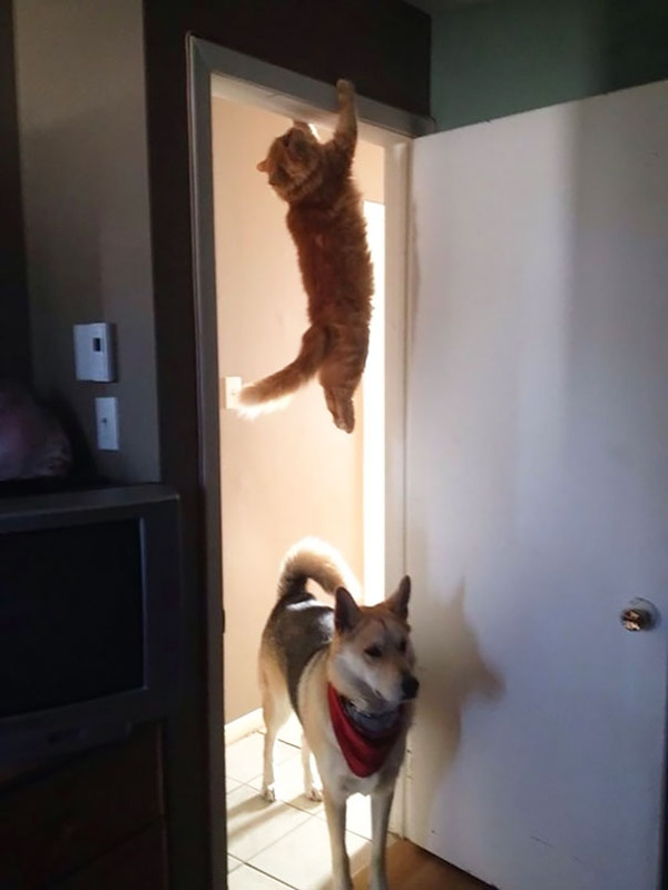 Ninja cat 3.jpg