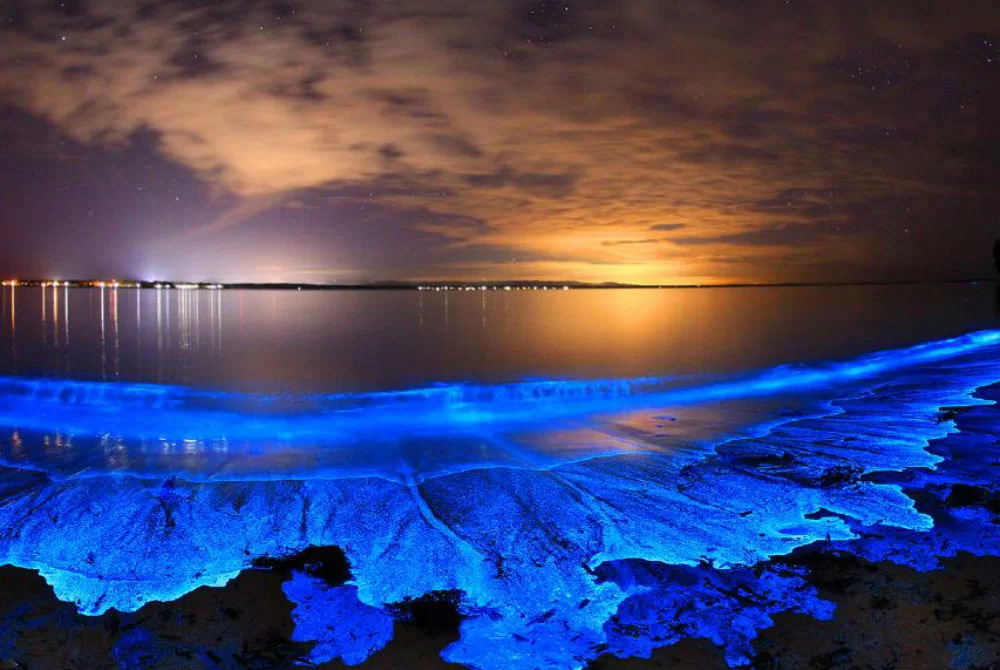 Plankton-Bioluminescence.jpg