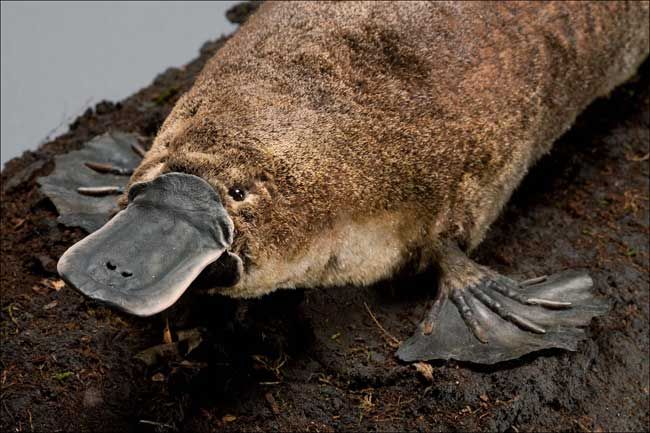 platypus.jpg