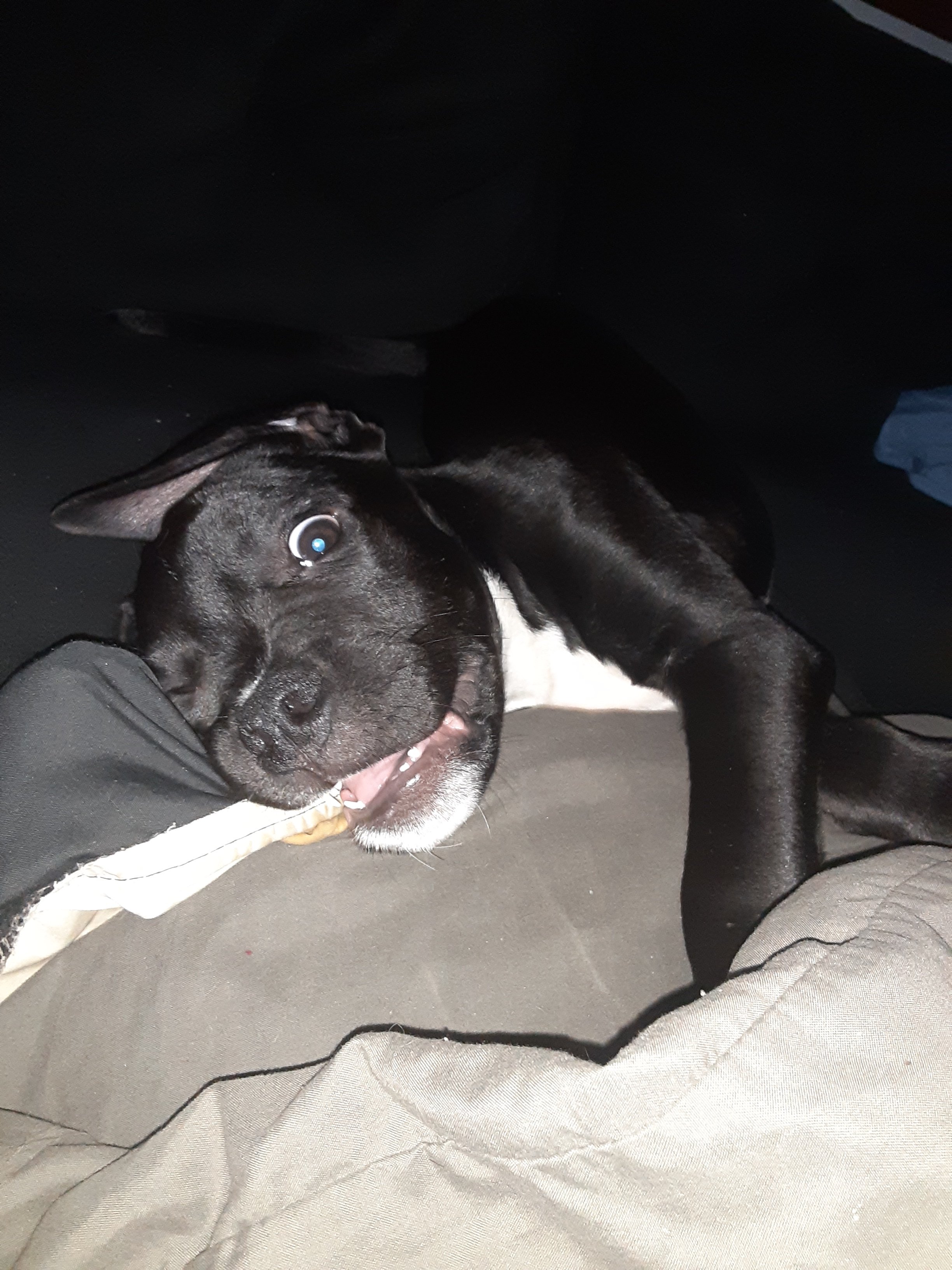 Puppo.jpg