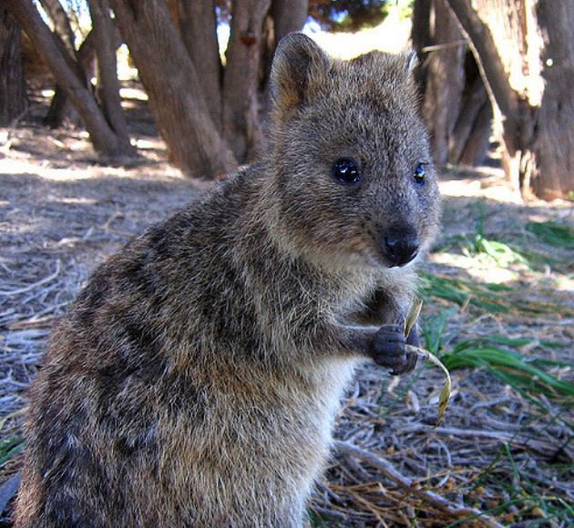 quokka.7b3a47f.width-800.4214f64.jpg