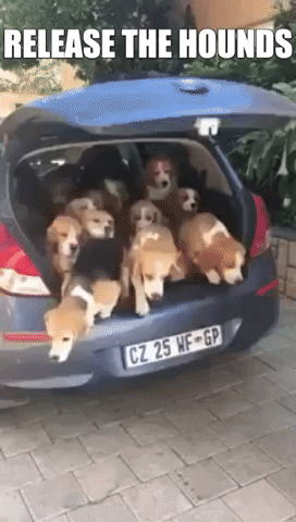releasethehounds.gif