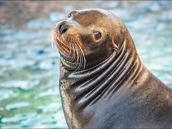 SeaLion.jpg