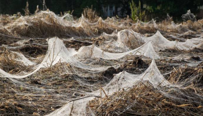 spider-web-field-690x394.jpg