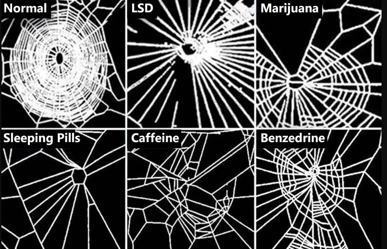 SpidersOnDrugs.JPG