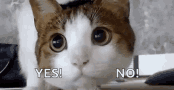 Tennis cat.gif