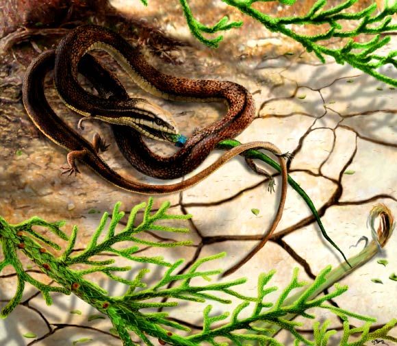 Tetrapodophis 3.jpg