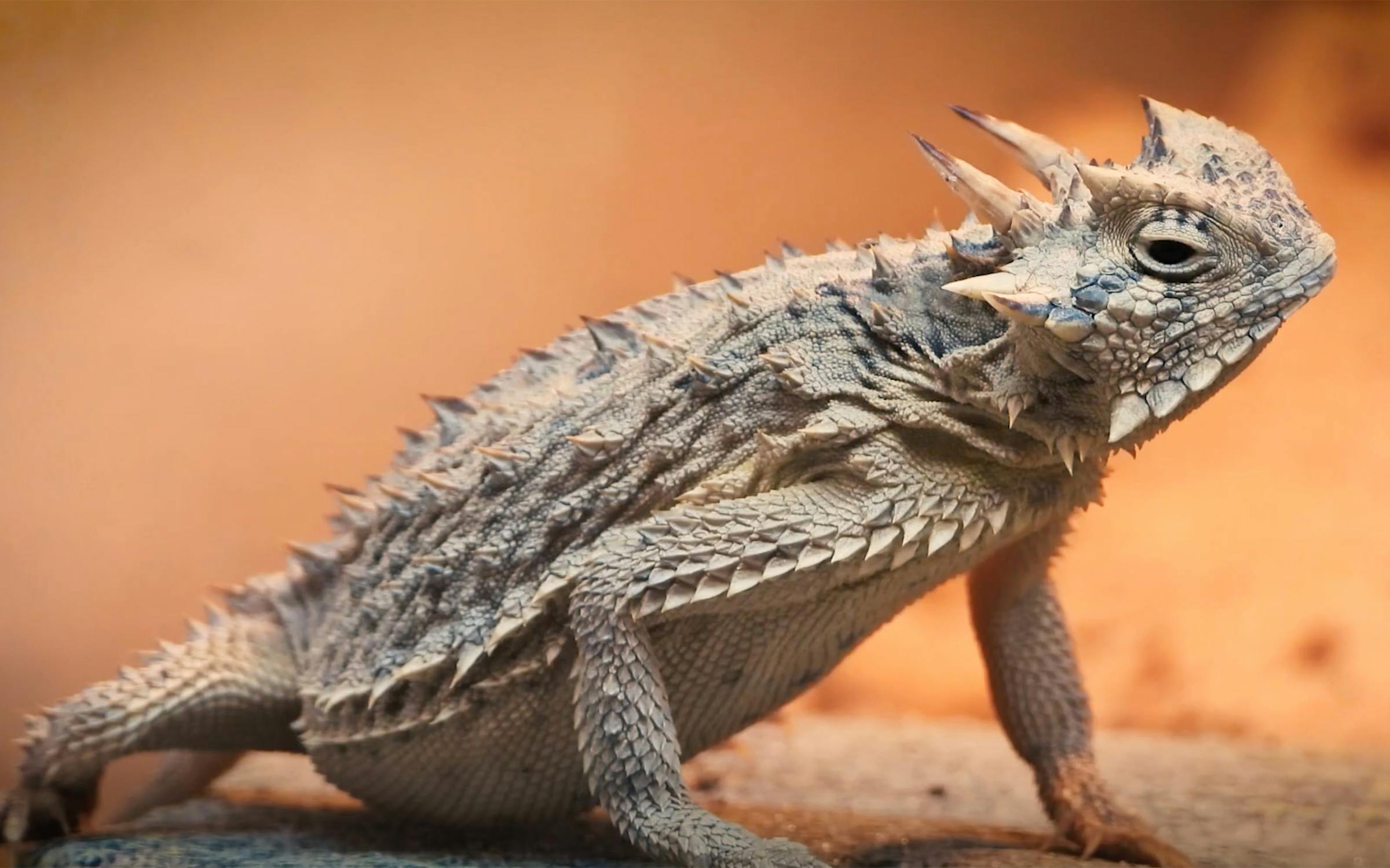 texas-horned-frogs.jpg