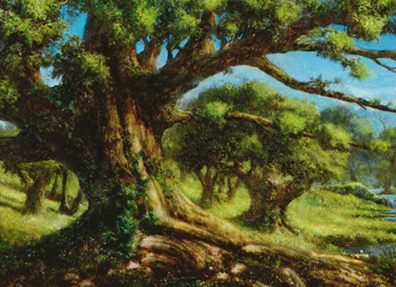 trees=rob-alexander(forest).jpg