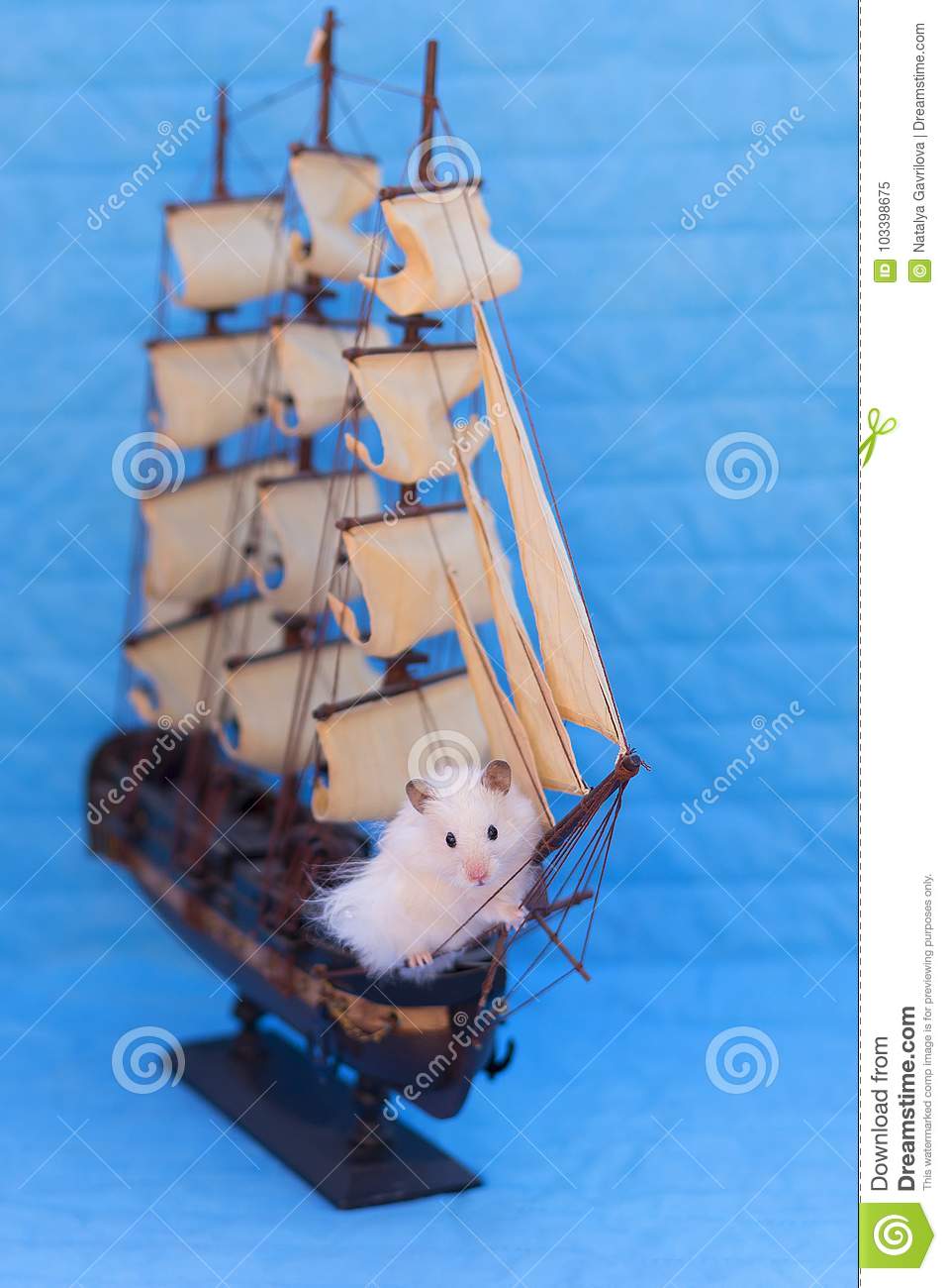 white-hamster-white-hamster-blue-background-103398675.jpg