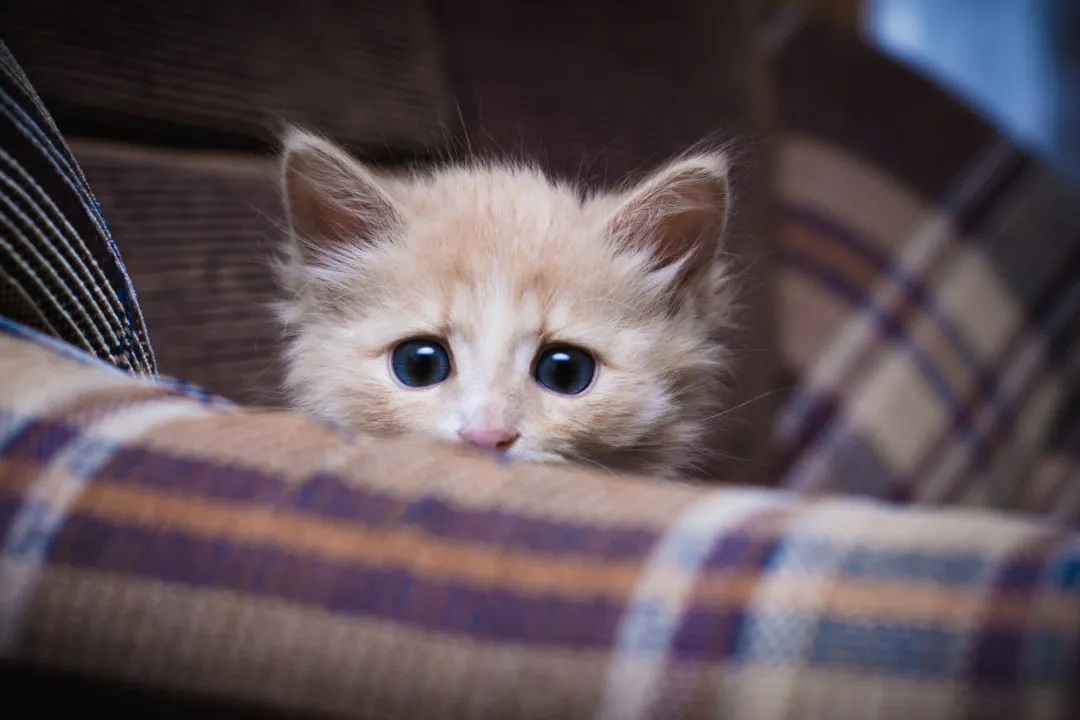 Worried Kitten.jpg
