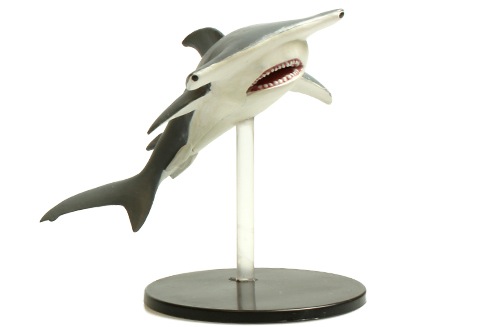 WZK71244-Hammerhead.jpg