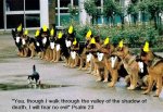 valleyofgnomedogs.jpg