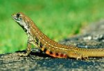 common_butterfly_lizard_5399.jpg