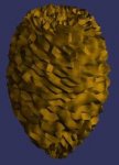 Fir nut.jpg