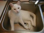 feb_neko_sm.jpg