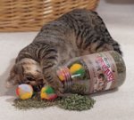 p_cat_3665_12118.jpg