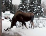 moose_n_fluffy.jpg