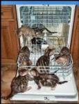 dishwasherfullofkittens.jpg