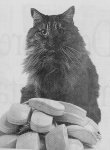 cat_mice.jpg