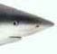 sharkhead.jpg