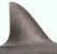 sharkfin.jpg