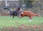 Cat vs cat.jpg
