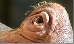 eye.JPG