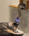 B. rat vs P. cat.jpg