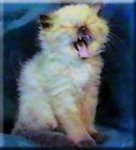 cat.JPG