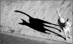 dog_cat_shadow.jpg