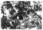 chauzuphoto09.jpg