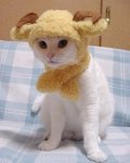 ram hat.jpg
