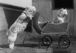 Victorian p-kitty.jpg