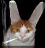 catsmoke_small.jpg