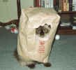 cats14-89_small.jpg
