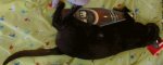 catbottle.jpg