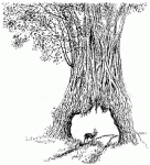 figtree.gif