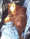 tired car dogs-small.jpg