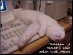 cat_eat_mouse.jpg