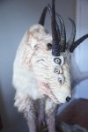 goat eyes.jpg