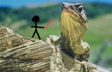 tuatara-stephens-island-1200_kindlephoto-277772456.jpg