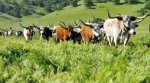 cows.jpg