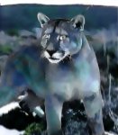 cougar.jpg