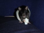 rat.jpg
