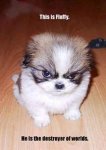 fluffy1.jpg