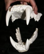 bengal-tiger-jaws-teeth-cast_1_5bcd20eff0c1caef5ca8f76e23586dc6.jpg