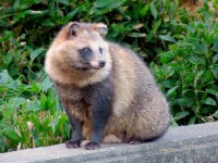 1280px-Tanuki_in_Higashiyama_Zoo_-_2.jpg