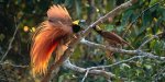 bird.jpg