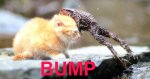 bump.jpg